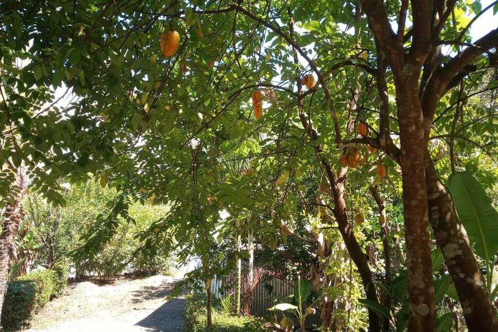 הוילה Casa Flor De Annia ~ Cozy 2 Bdrm On The River Sierpe ~ Walkable To Town מראה חיצוני תמונה