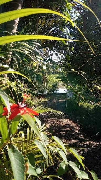 הוילה Casa Flor De Annia ~ Cozy 2 Bdrm On The River Sierpe ~ Walkable To Town מראה חיצוני תמונה